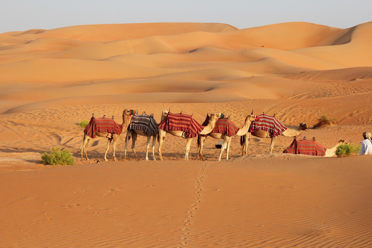desert, camel, sand, nature, safari, dry, orange desert, orange sand